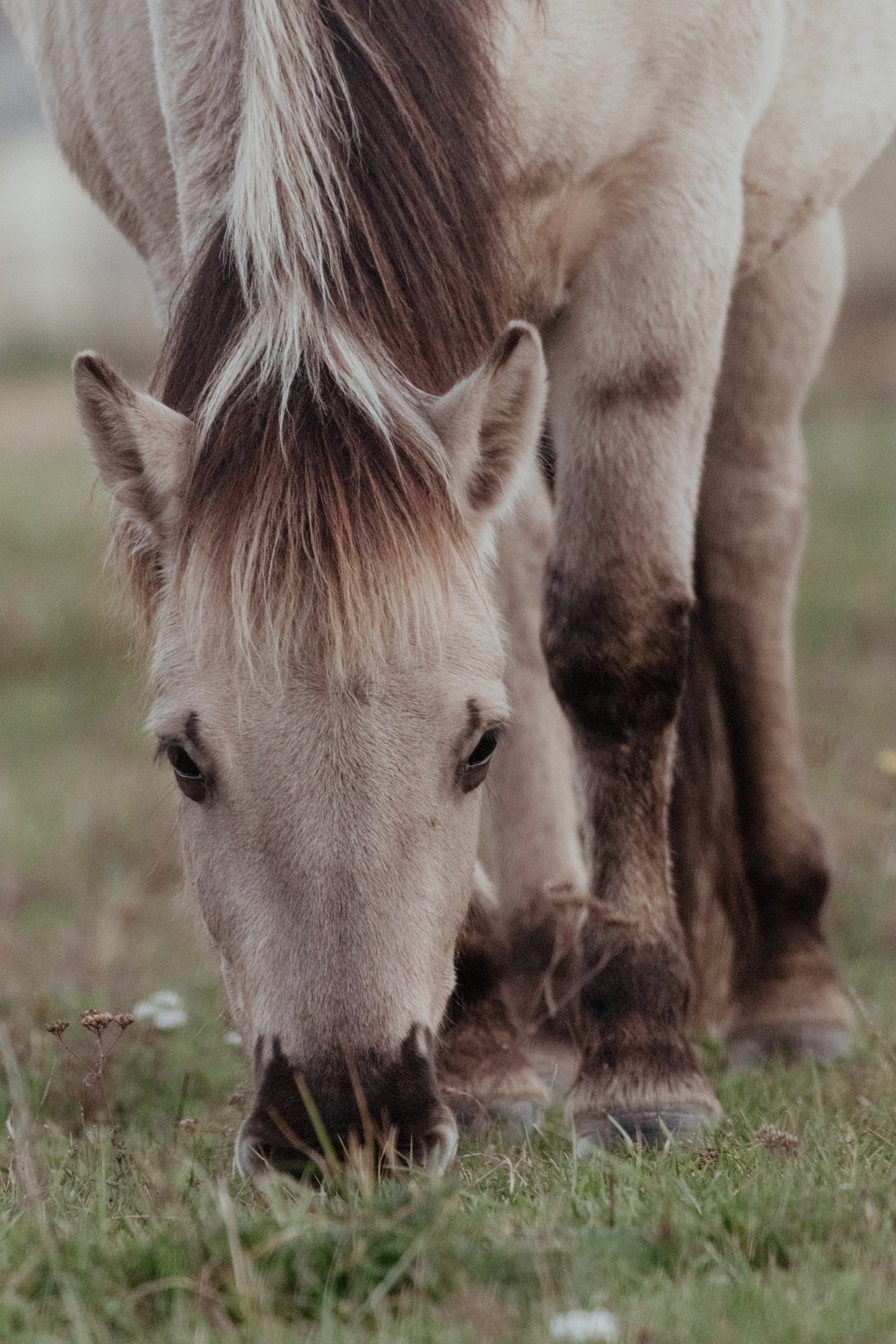 Stock Photo Package Konik Horse Solo