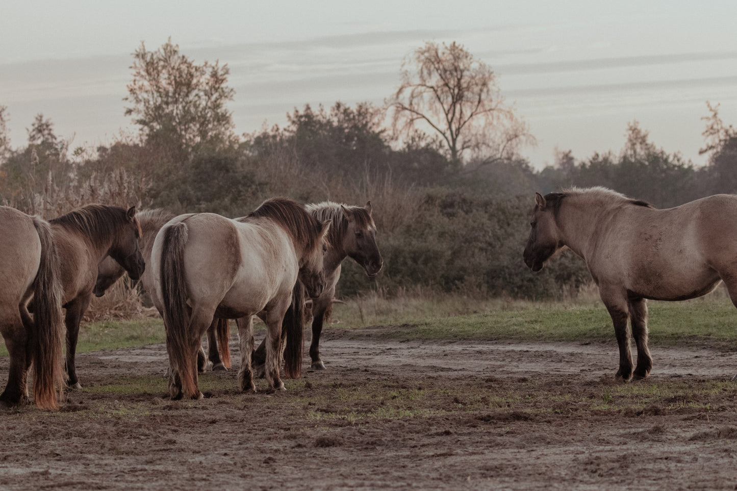 Stock Photo Package Konik Horse Herd