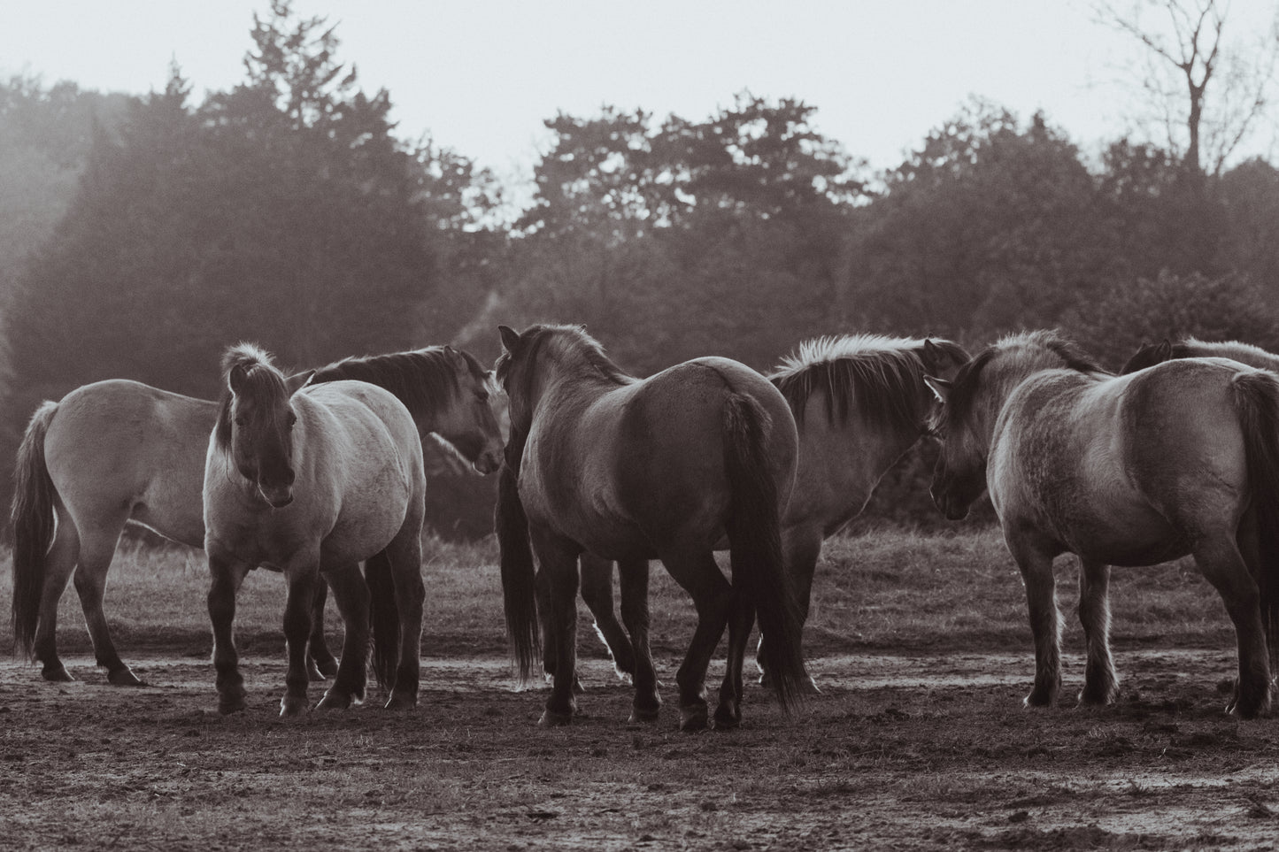 Stock Photo Package Konik Horse Herd