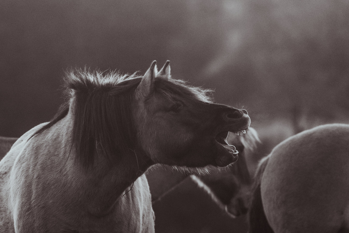 Stock Photo Package Konik Horse Herd