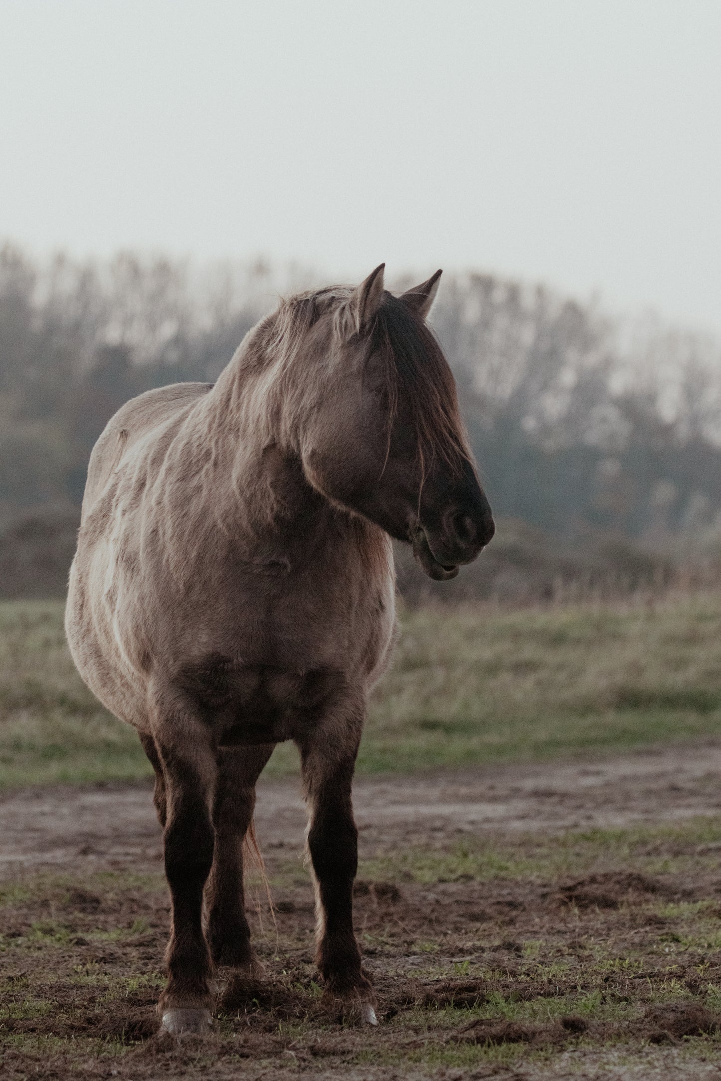 Stock Photo Package Konik Horse Solo