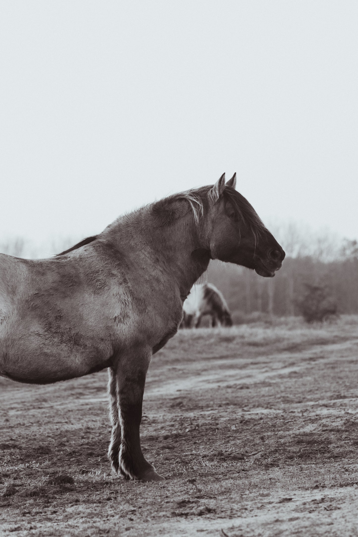Stock Photo Package Konik Horse Solo