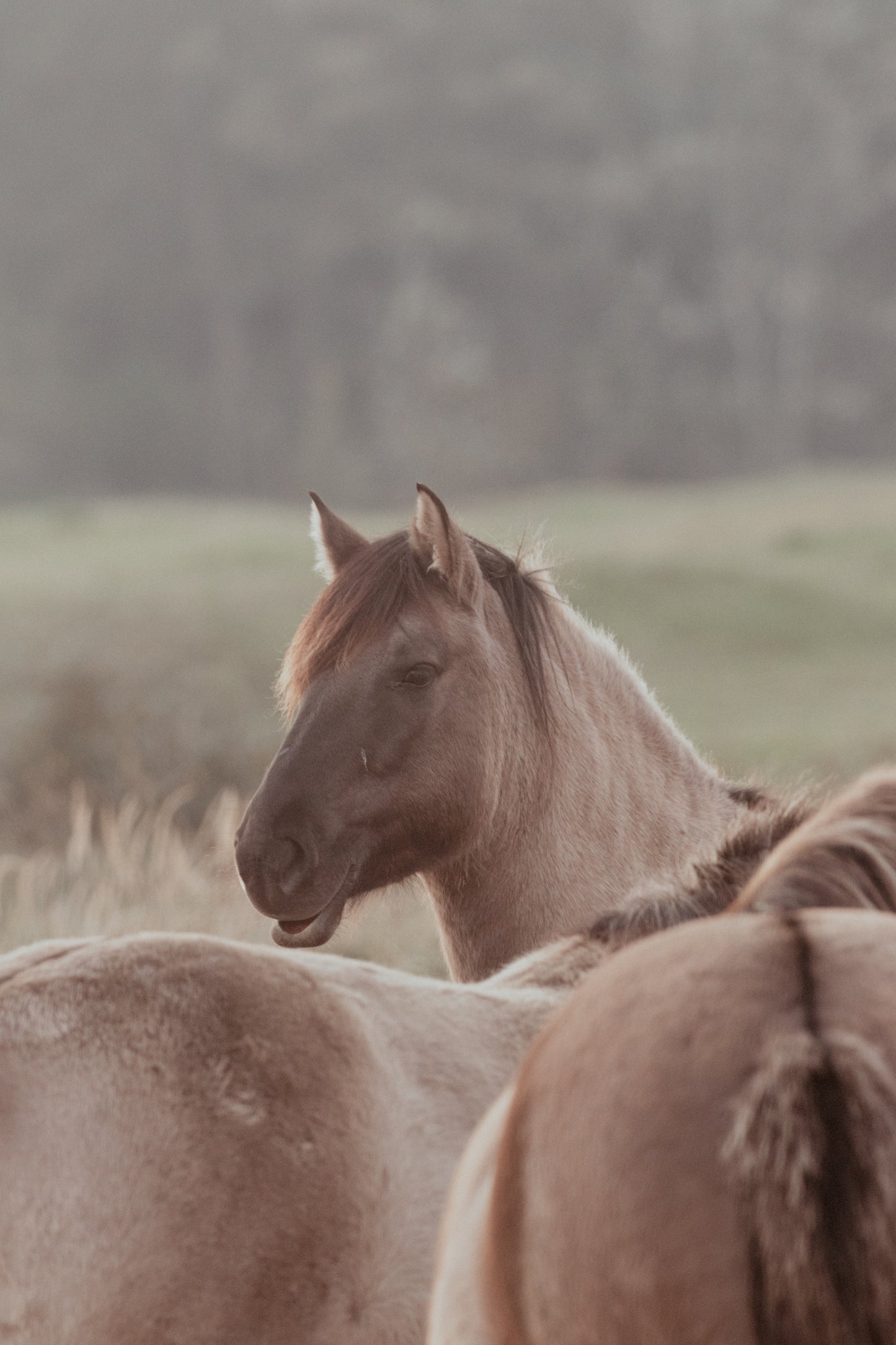 Stock Photo Package Konik Horse Herd