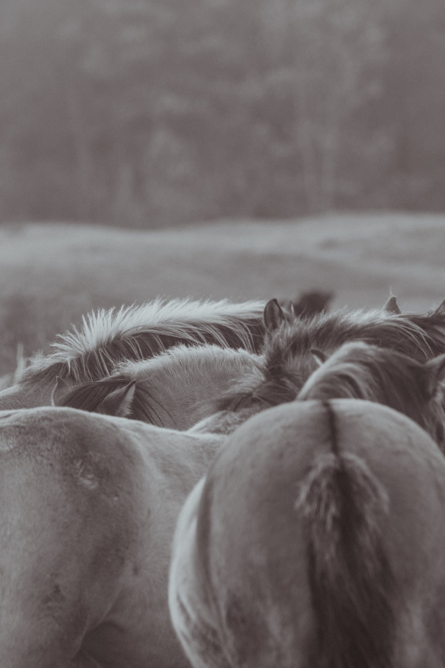 Stock Photo Package Konik Horse Herd