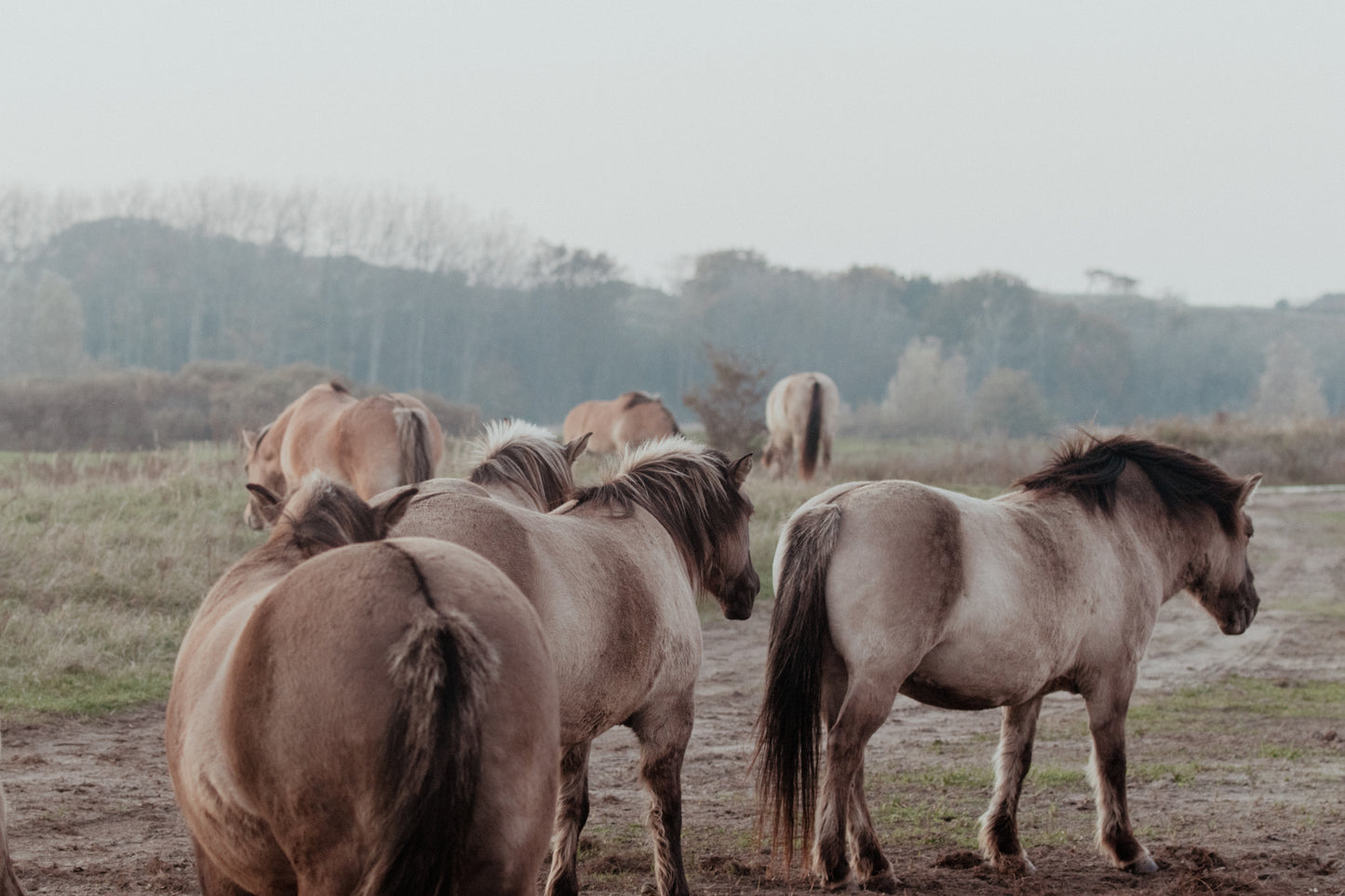 Stock Photo Package Konik Horse Herd