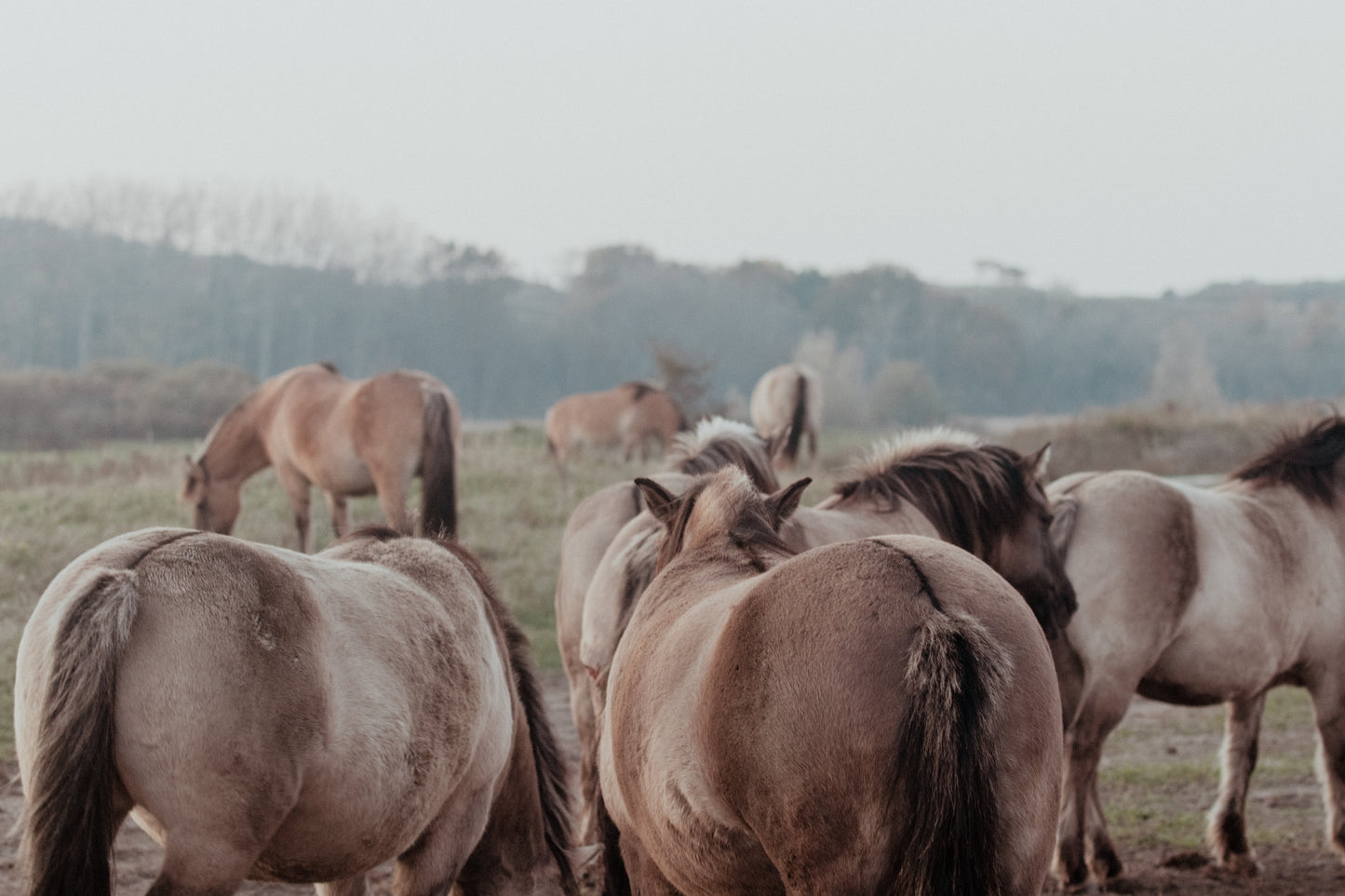 Stock Photo Package Konik Horse Herd