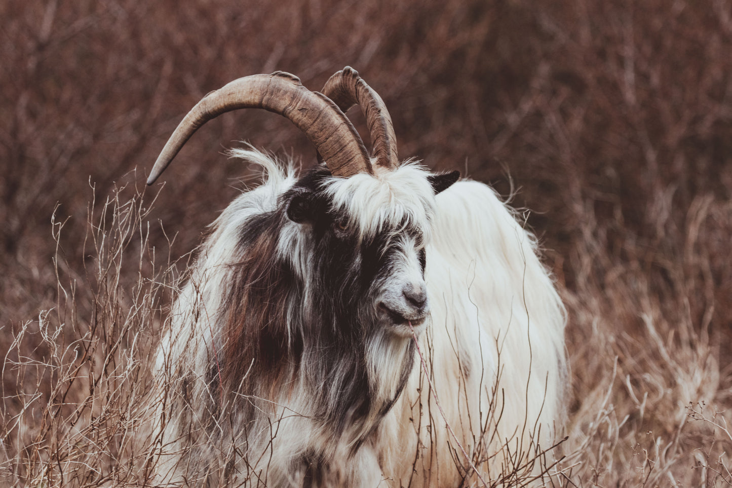 Stock Photo Package Dutch Landrace Goat