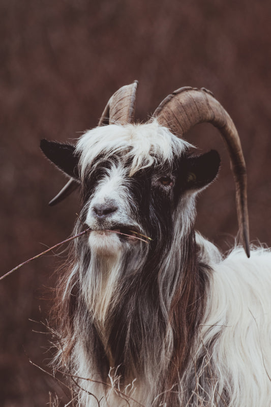Stock Photo Package Dutch Landrace Goat