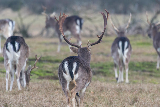Stock Photo Package Fallow Deers in the Dunes