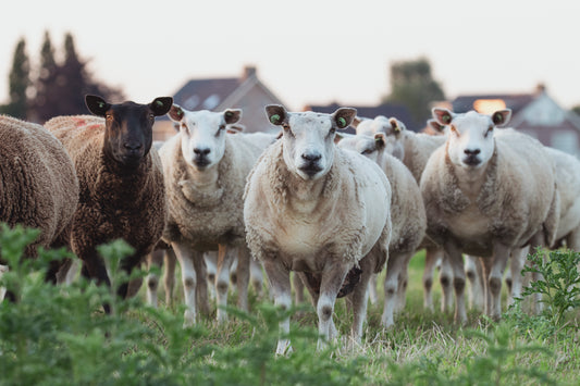 Stock Photo Package Sheep Hoogmade