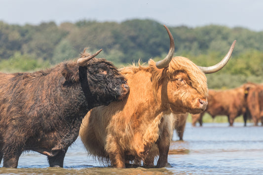 Stock Photo Package Highland Cows in the Dunes
