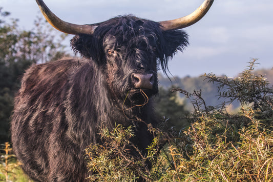 Stock Photo Package Highland Cows in the Dunes