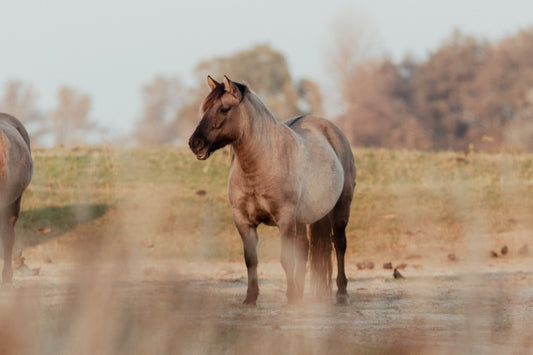 Stock Photo Package Konik Horse Solo