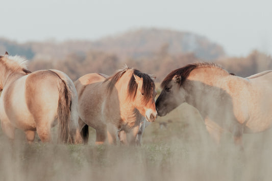 Stock Photo Package Konik Horse Herd